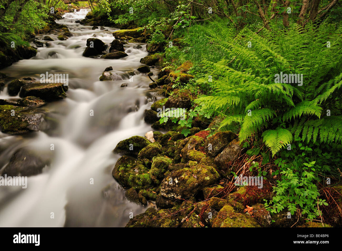 Piccolo fiume, felci in primo piano, Geiranger, Norvegia, Scandinavia, Europa Foto Stock