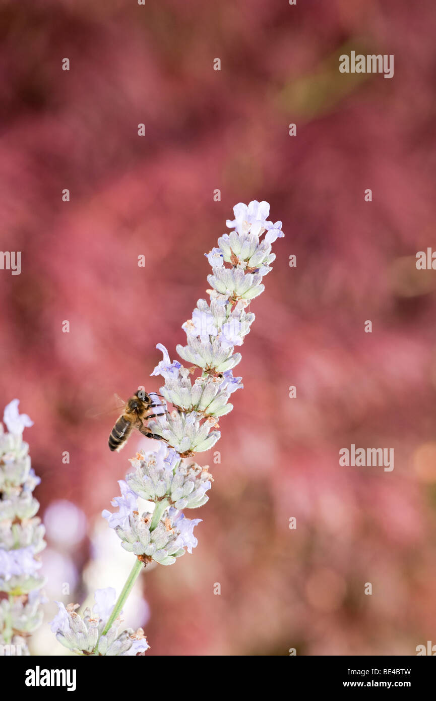 Honey Bee Apis melifera alimentazione su lavanda Foto Stock