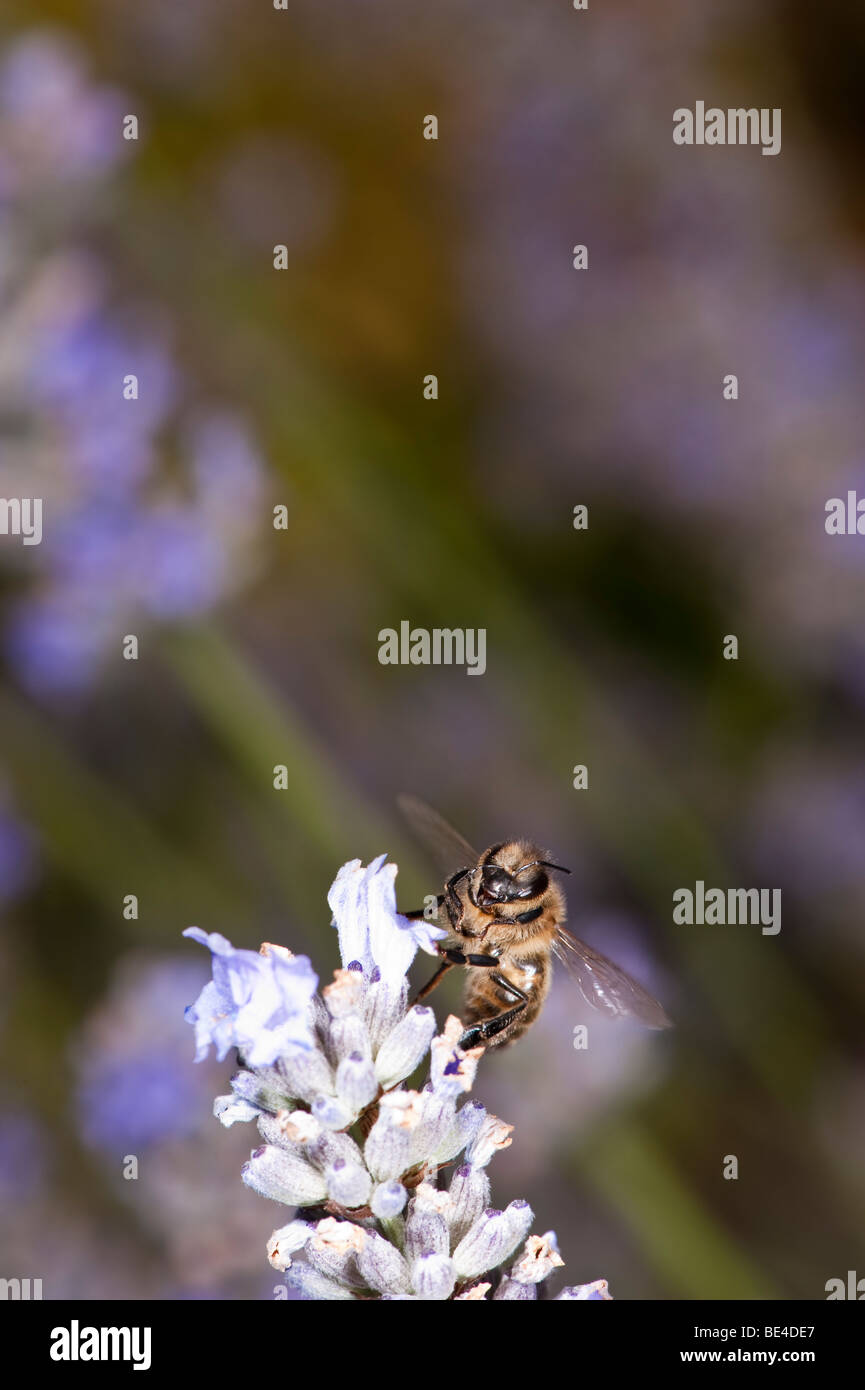 Honey Bee Apis melifera alimentazione su lavanda Foto Stock