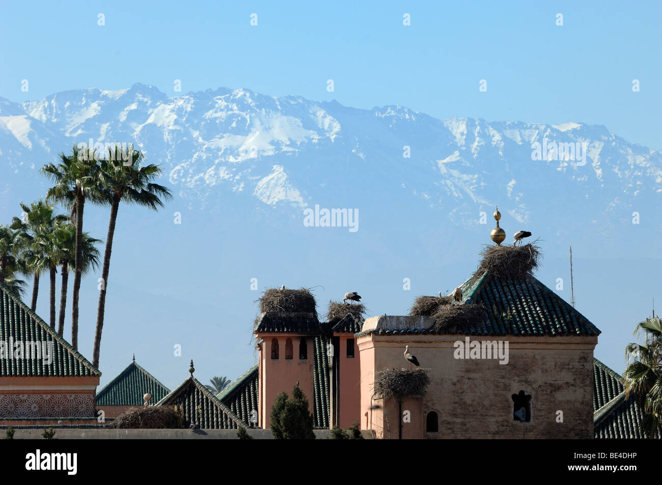 Cicogne bianche sulla nidificazione del Royal Palace Marrakech con Snow-Capped Atlas montagne sullo sfondo del Marocco Foto Stock