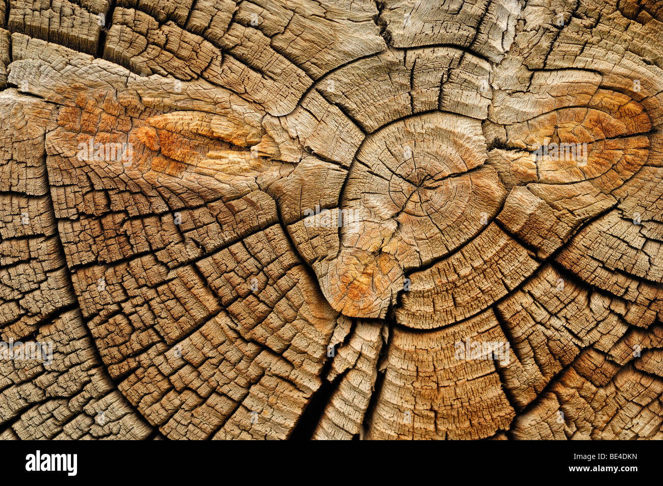 Chiudere i dettagli del endposts sul log cabine a South Pass City, la città fantasma,ex miniere d'oro città in Wyoming, STATI UNITI D'AMERICA Foto Stock