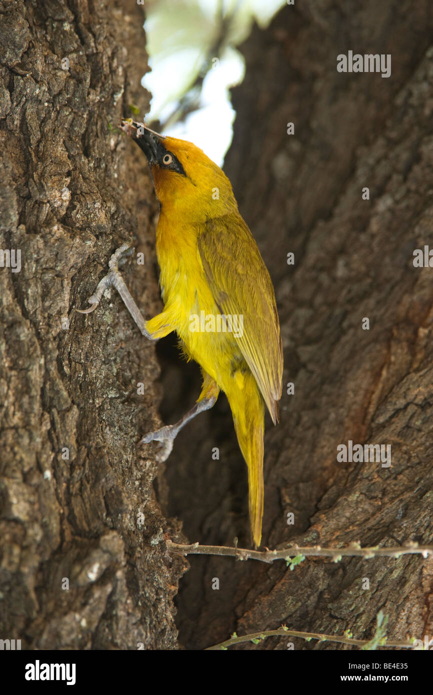 Spectacled weaver, Ploceus ocularis, Kruger National Park, Sud Africa Foto Stock