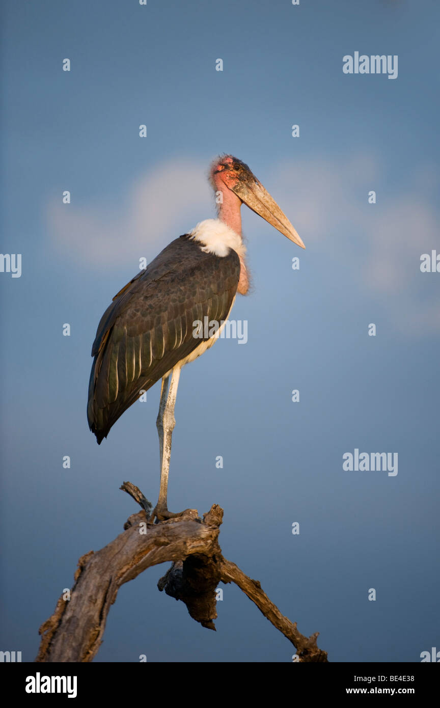 Marabou stork, Leptoptilos crumeniferus, Kruger National Park, Sud Africa Foto Stock