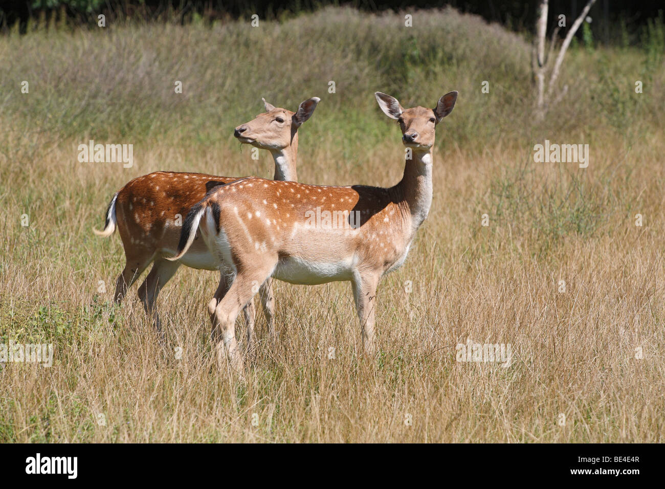 Il capriolo (Capreolus capreolus) Foto Stock