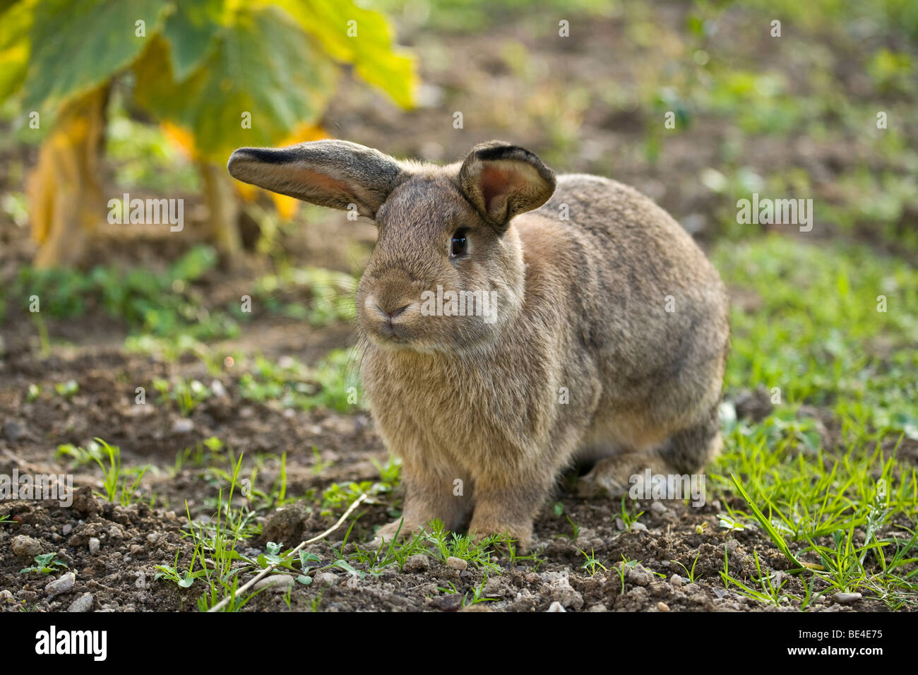 Coniglio dell'animale domestico Foto Stock