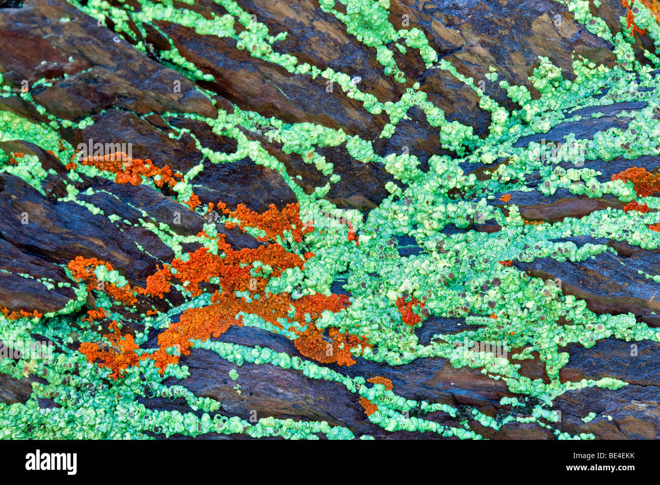 Close up di coloratissimi licheni. Merced Lichen campi, California Foto Stock