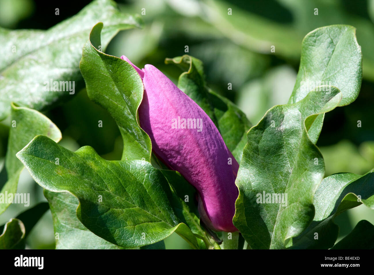 Un viola piattino Magnolia bud. Girato in autunno. Foto Stock