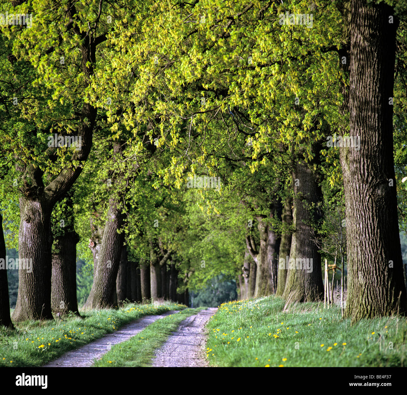 Oak alberato, percorso, quercia (Quercus), Germania, Europa Foto Stock