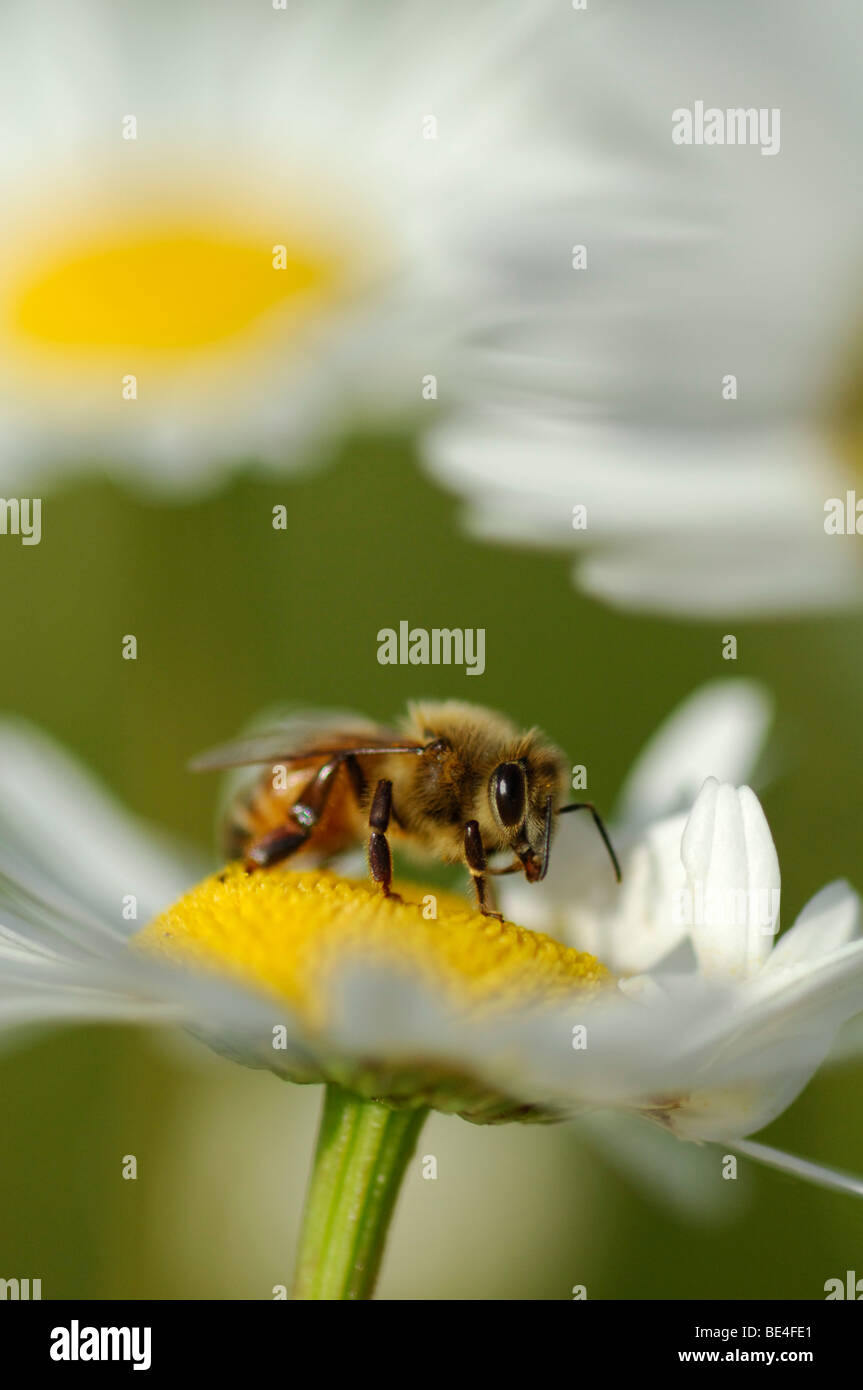 Il miele delle api (Apis mellifera), poggiante su daisy in mattina presto Foto Stock