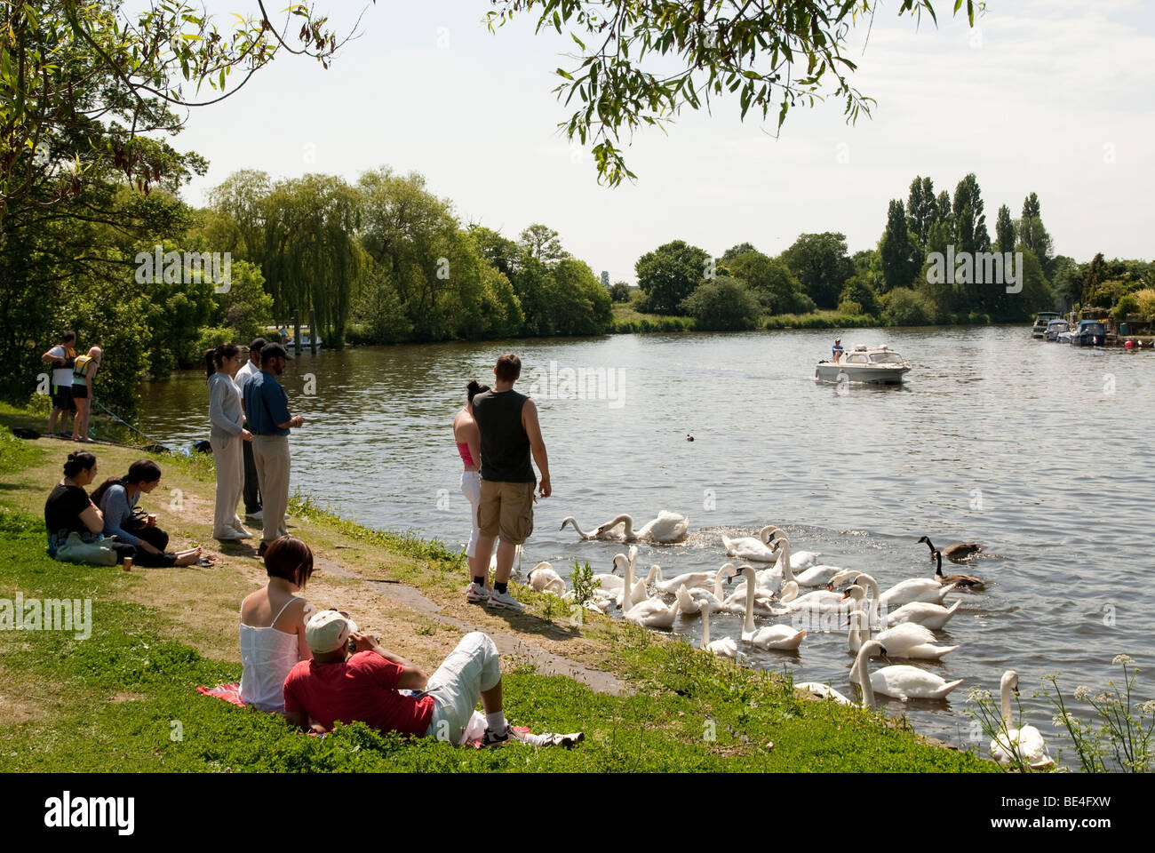 Adulti poltrire sul greto del fiume e di alimentazione dei cigni sul Tamigi a Walton on Thames con un motore Crusier sul fiume Foto Stock