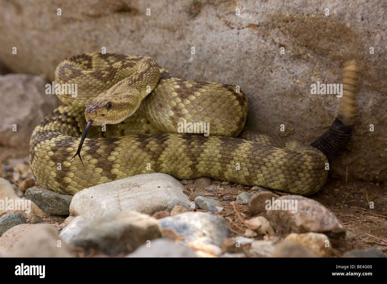 Nero-tailed Rattlesnake (Crotalus molossus) - Chiricahua Mountains - Arizona - Mostra sonaglio e lingua Foto Stock
