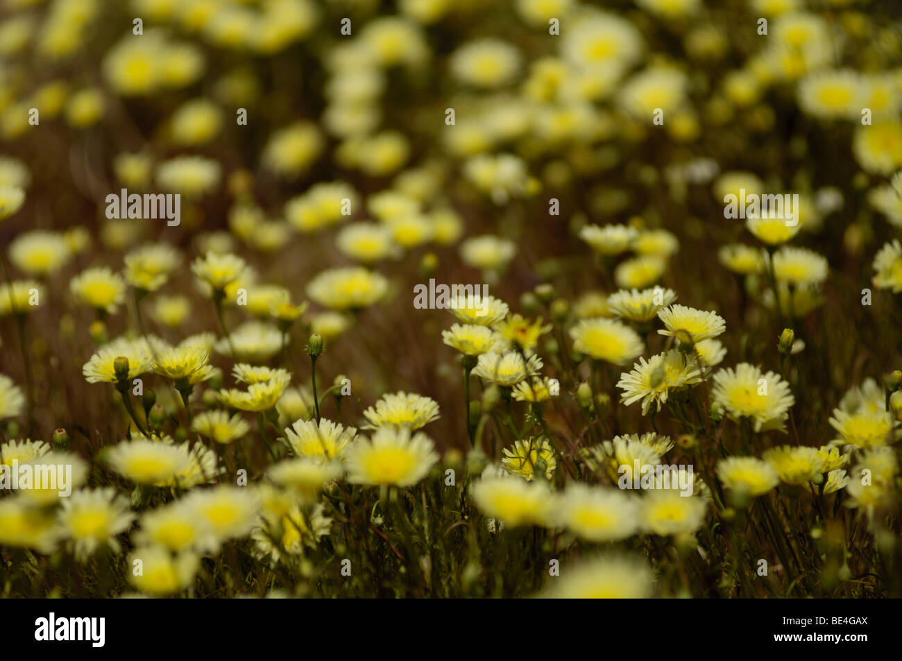 Deserto tarassaco fiori selvatici (Malacothrix glabrata) Foto Stock