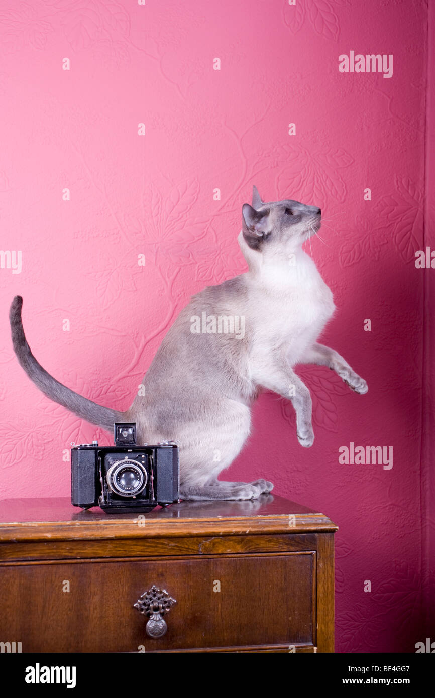 Salta il gatto e un vecchio film camera Foto Stock