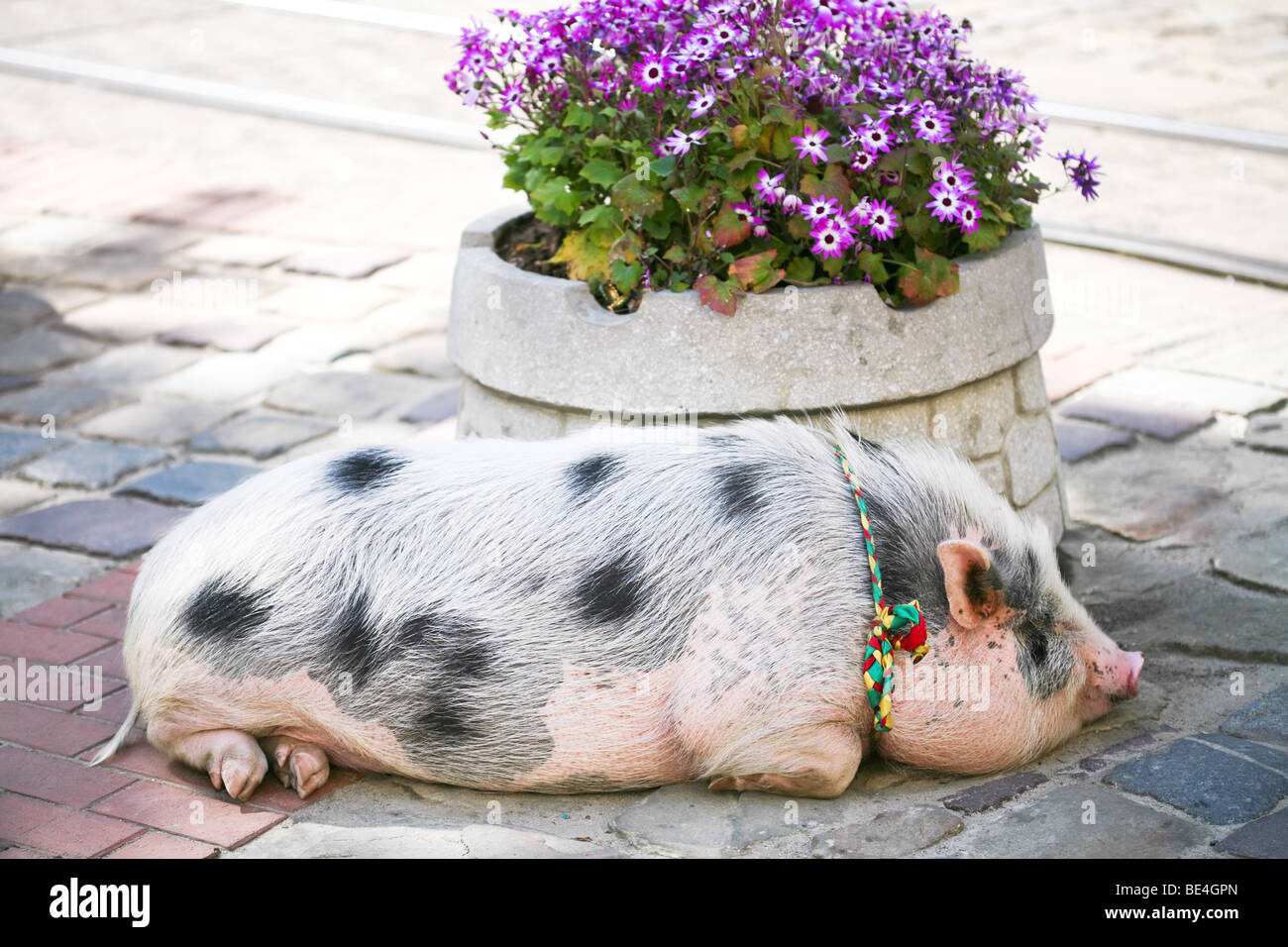 Big fat pig nella città Foto Stock