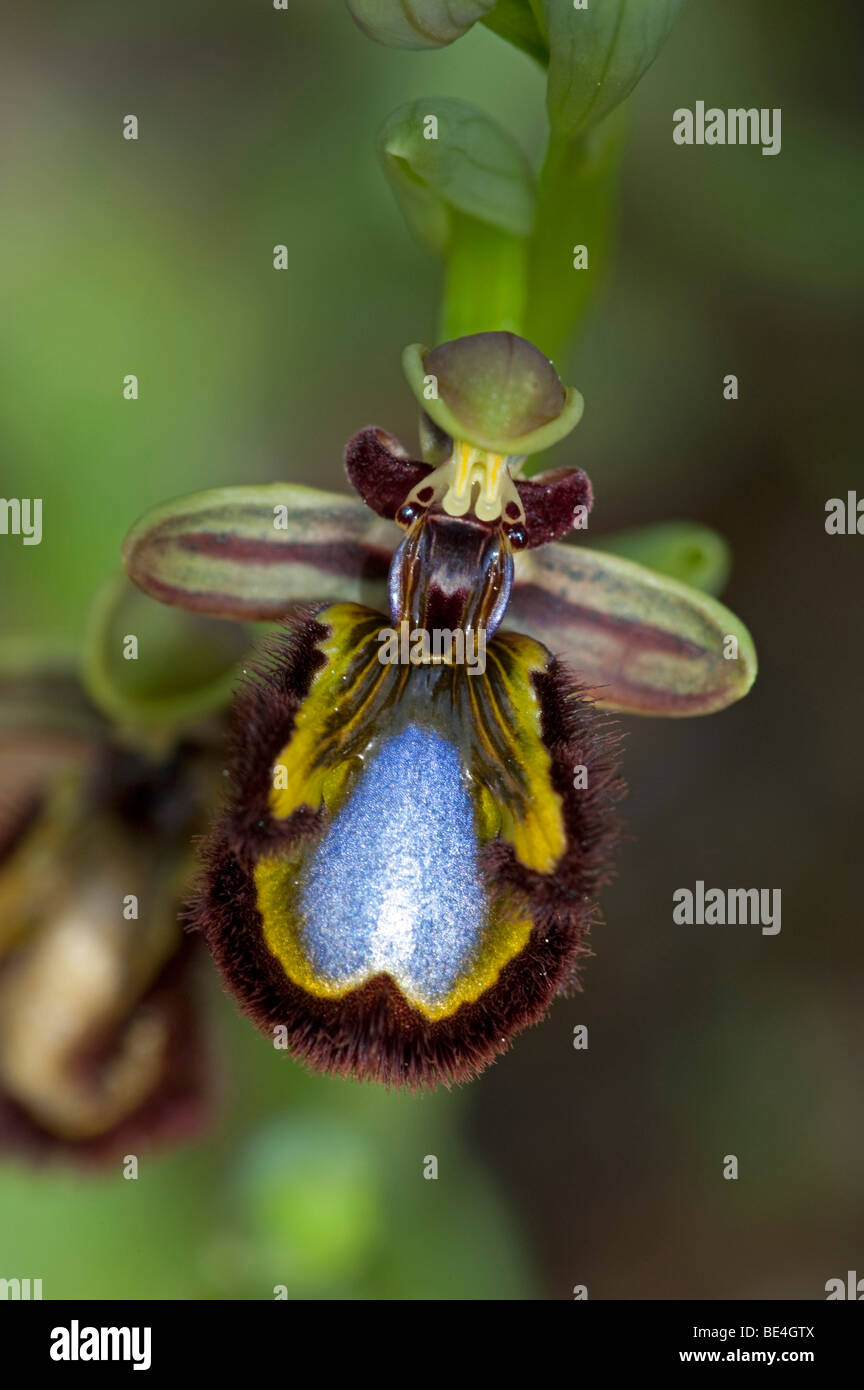 Specchio (Ophyrs Ophrys speculum subs.speculum) Foto Stock