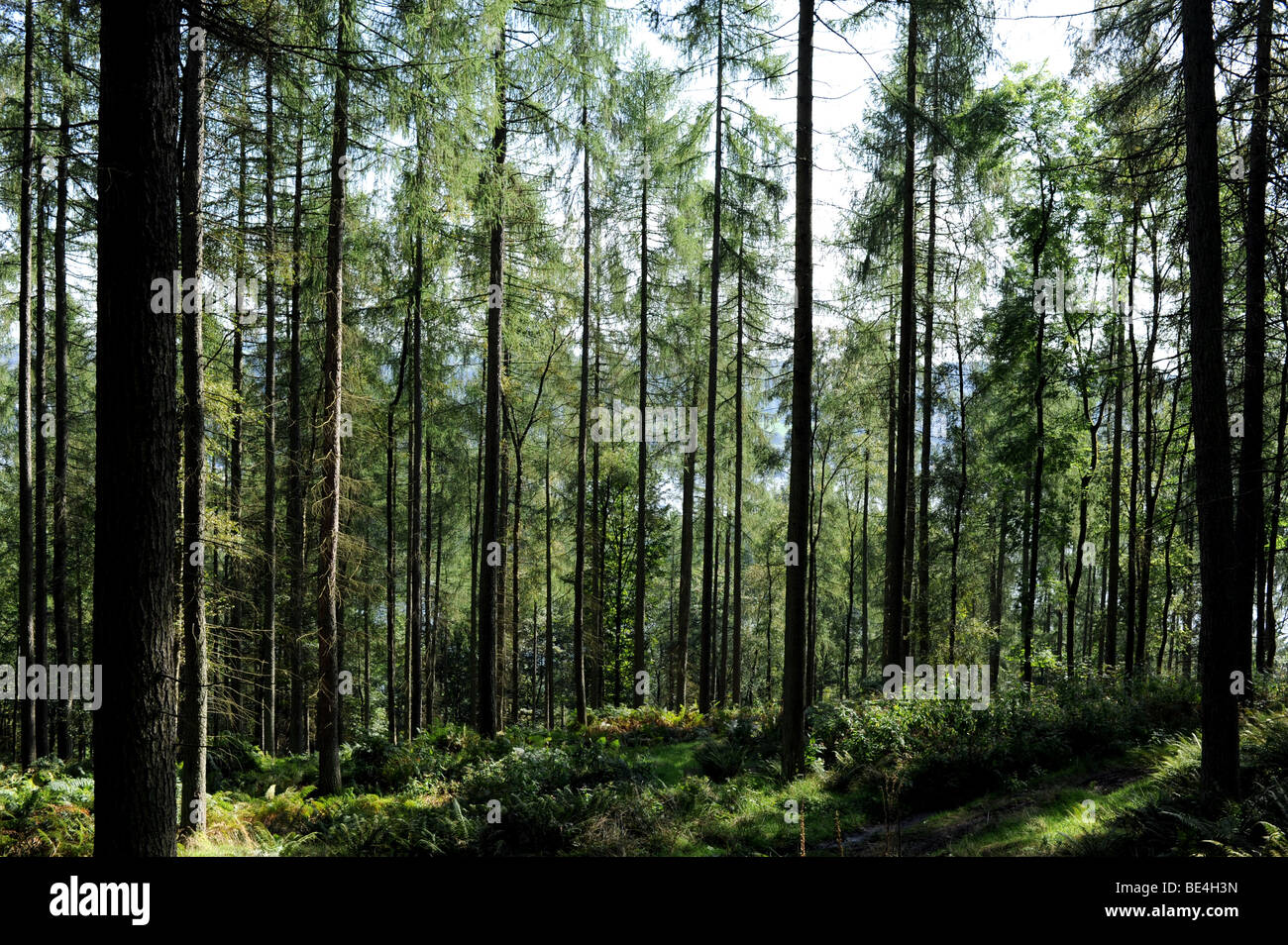 Fumoso sunshine attraverso un bosco di pini vicino lontano Sawrey nel Lake District Cumbria Regno Unito Foto Stock