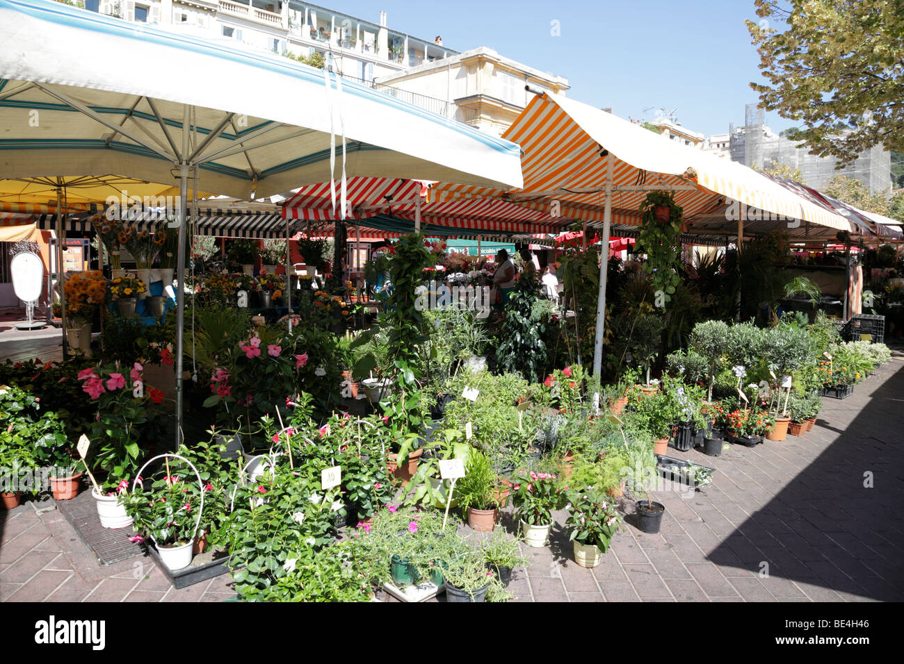 Fiori e piante di essere venduto lungo il cours Saleya casa del famoso fiori e verdura nice sud della Francia Foto Stock