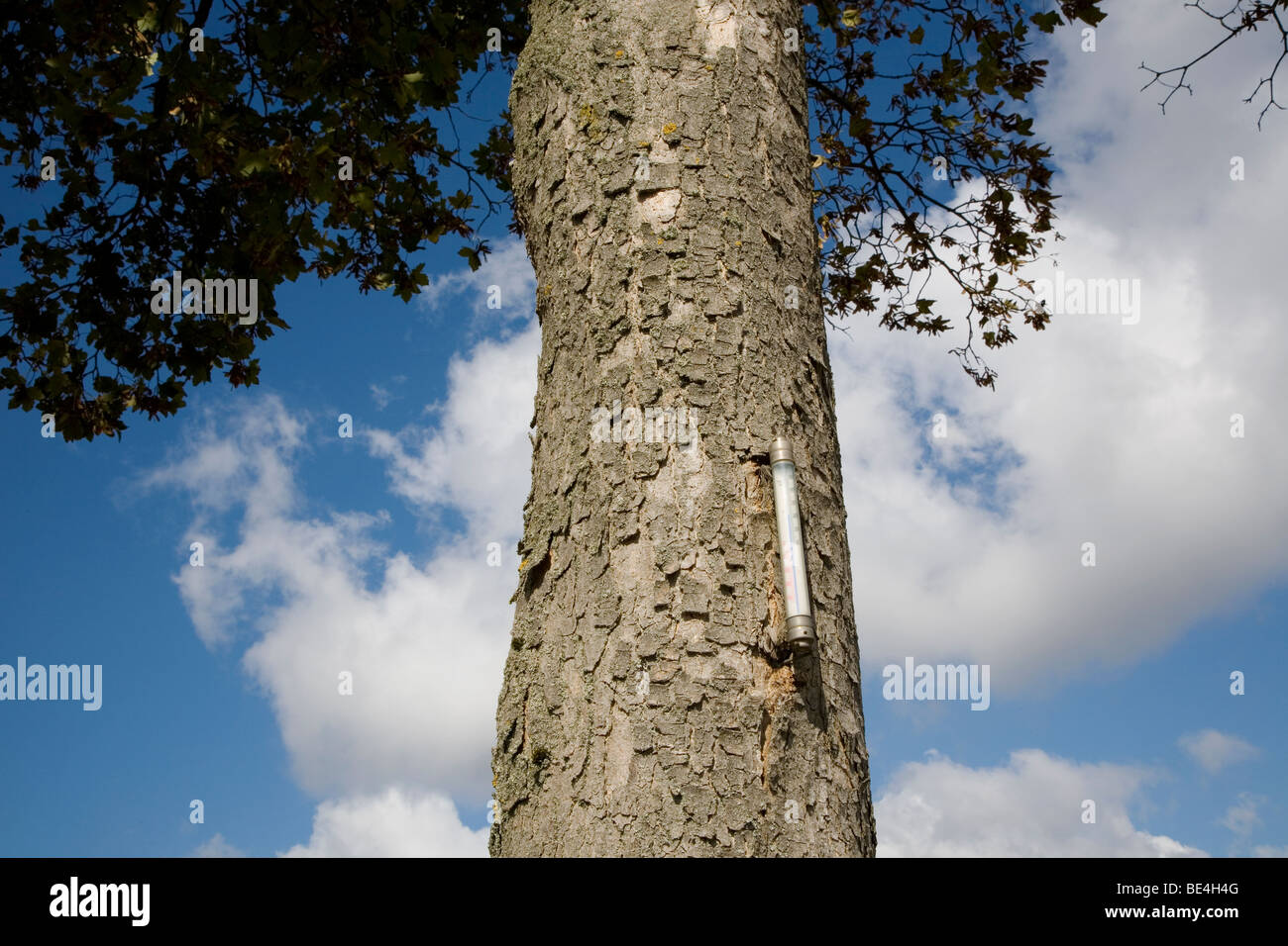 Termometro, fissa alcuni anni fa sul tronco di un albero, ancora la misurazione della temperatura Foto Stock