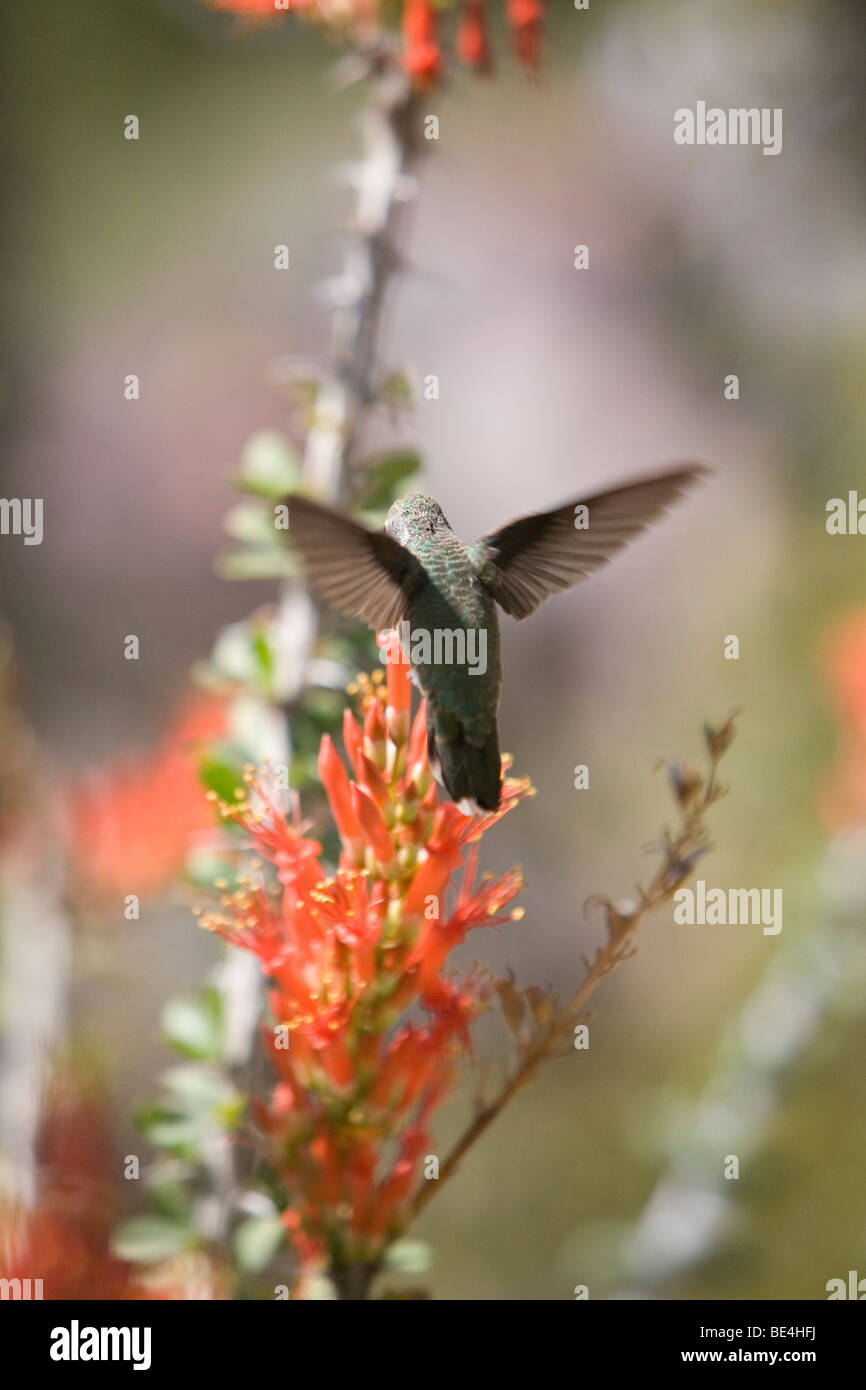 Un colibrì si alimenta di un fiore rosso. Foto Stock