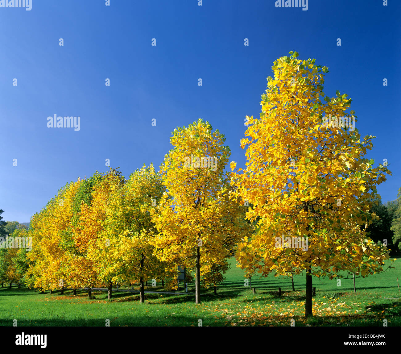 Giovani alberi di Acero (Acer) in autunno, fogliame autunnale, Germania, Europa Foto Stock