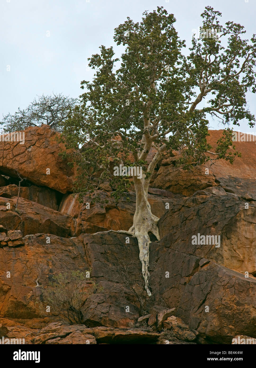 Albero che cresce sulle rocce Foto Stock