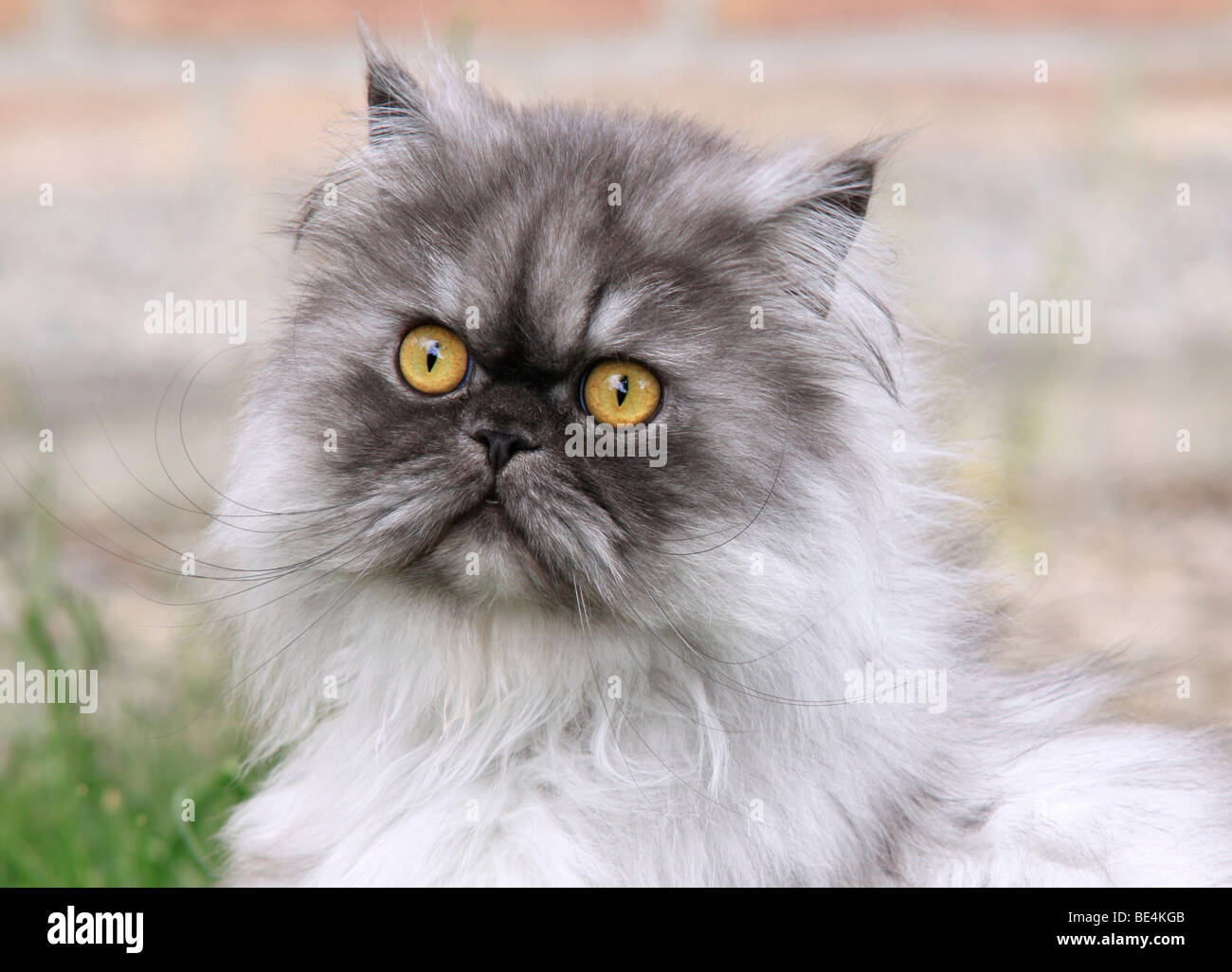Grigio gatto persiano, ritratto Foto Stock