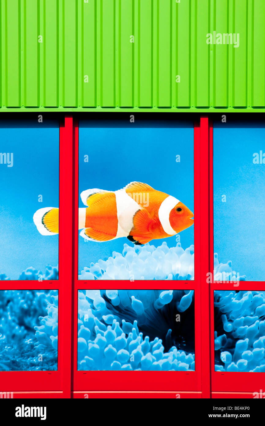 Pesce pagliaccio nella vetrina di un negozio del Fressnapf Tiernahrung GmbH Azienda Neutraubling (GmbH, Baviera, Germania, Europa Foto Stock