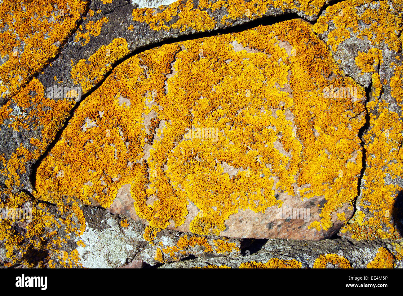 Comune lichene arancione, giallo Lichen, Marittimo Sunburst (Lichene Xanthoria parietina) che cresce su un vecchio muro di pietra, foliose lichen Foto Stock