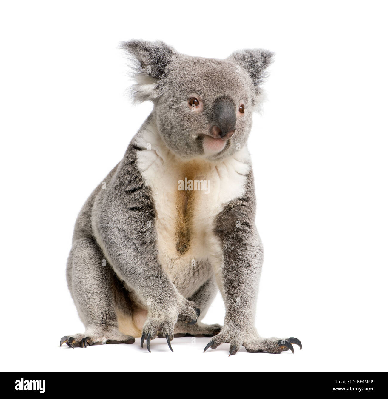 Maschio orso Koala, Phascolarctos cinereus, 3 anni, di fronte a uno sfondo bianco, studio shot Foto Stock
