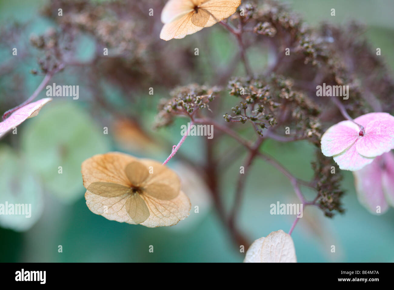 Delizioso fioritura selvatica Hydrangea Sargentiana impianto rustico-arte Jane-Ann fotografia fotografia Butler JABP606 Foto Stock