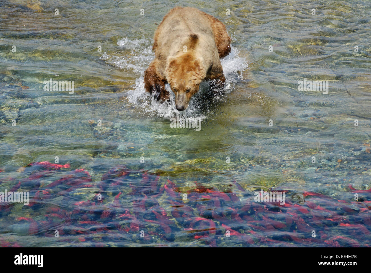 Orso bruno (orso grizzly) Ursus arctos horribilis, affondo al Salmone Sockeye, Parco Nazionale e Riserva di Katmai Foto Stock