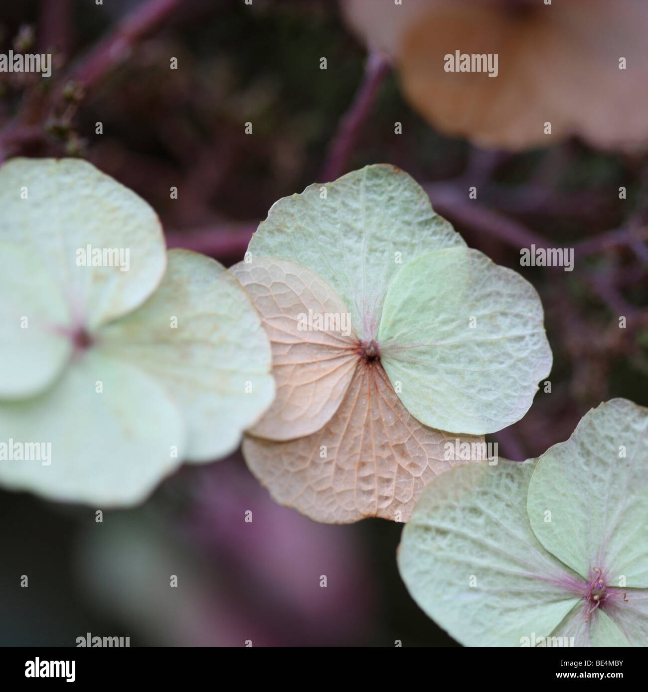 Delizioso fioritura selvatica Hydrangea Sargentiana Pianta rustica - fine art Jane-Ann fotografia fotografia Butler JABP607 Foto Stock