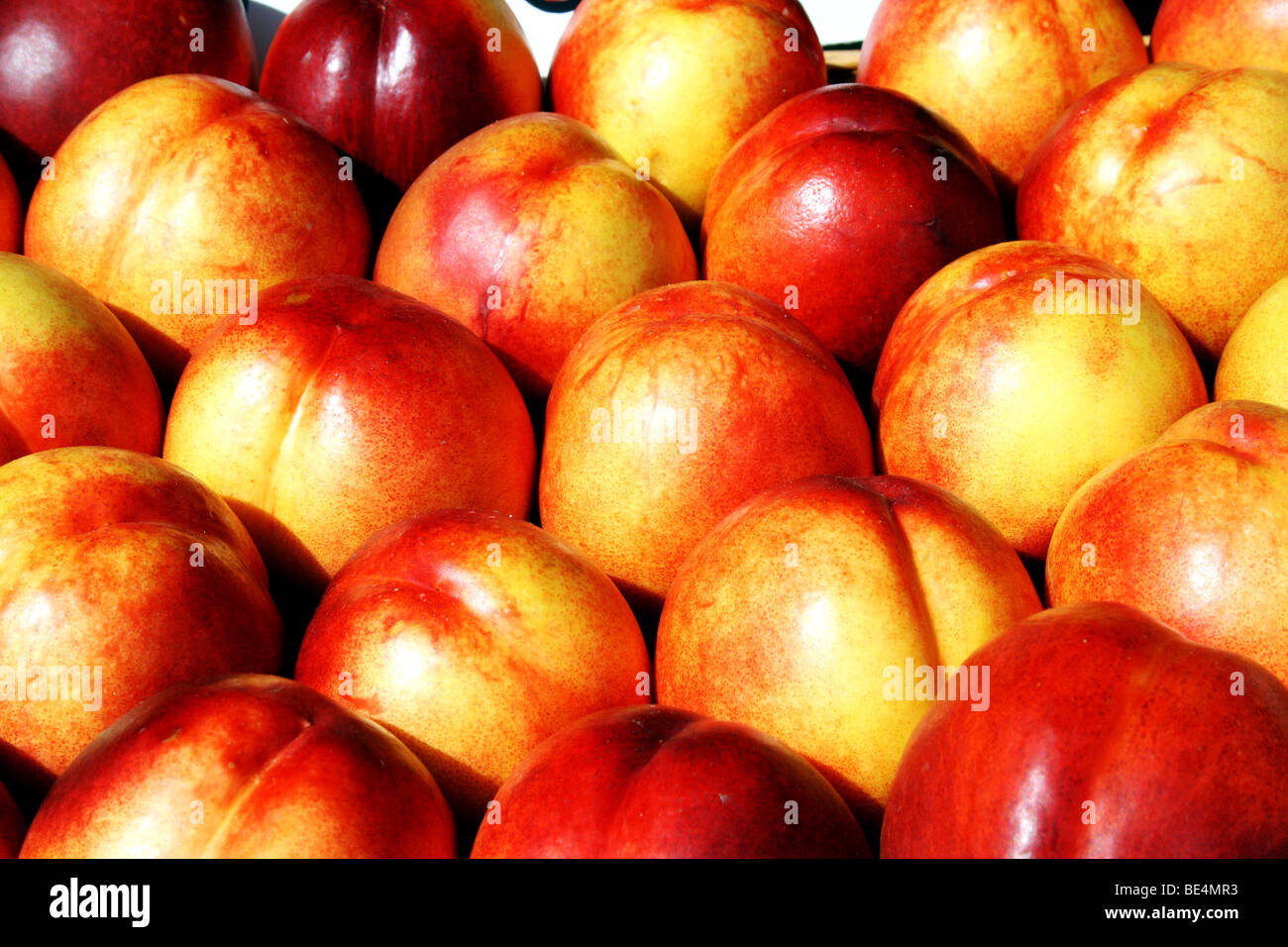 Rosse mele Malus domestica famiglia delle Rosacee Foto Stock