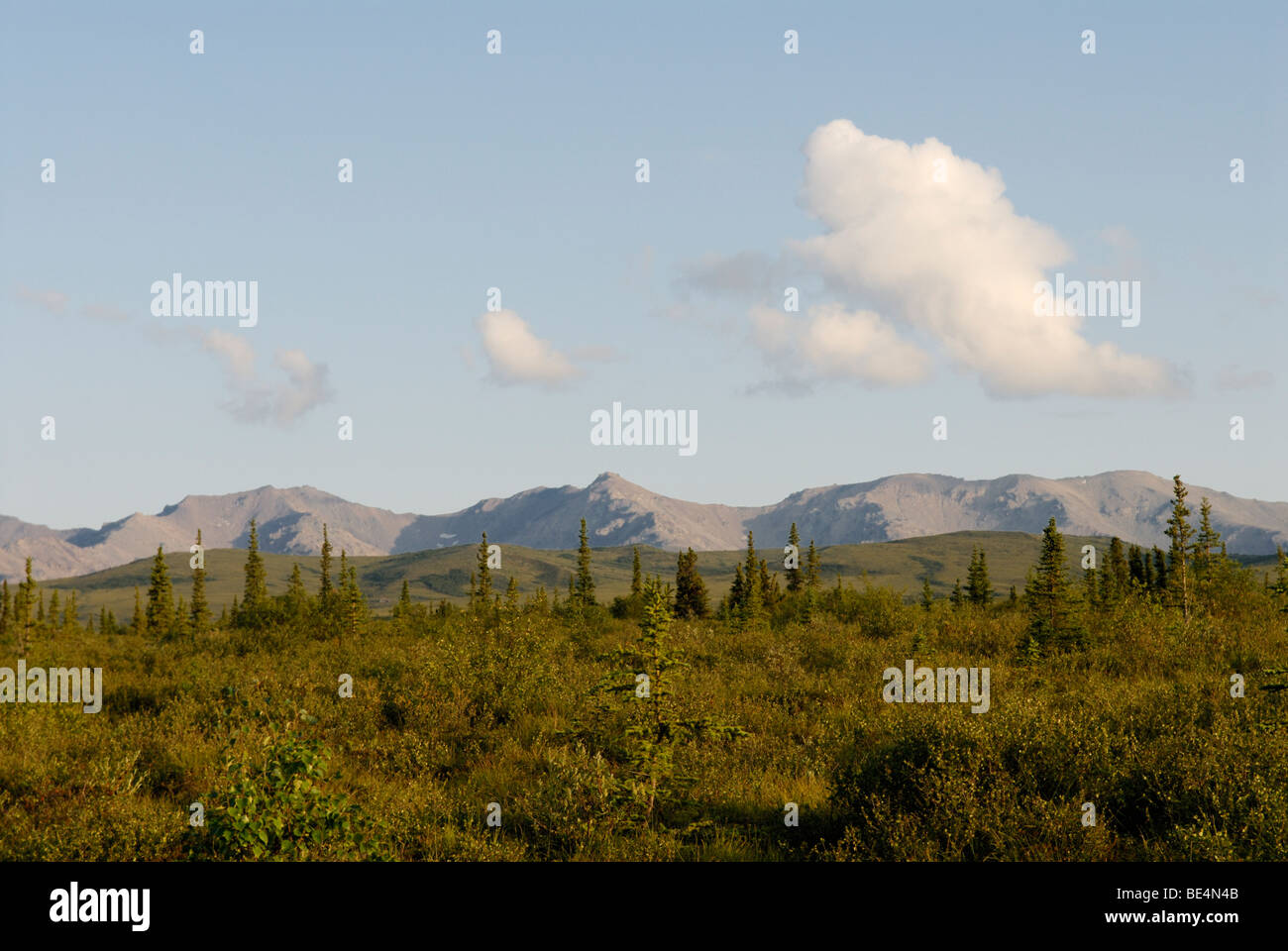 Tussock tundra con abeti rossi e l'Alaska Range, Healy Alaska da Stampede Trail Foto Stock