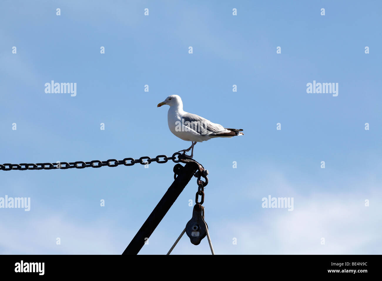 Seagull, costa del Maine Foto Stock