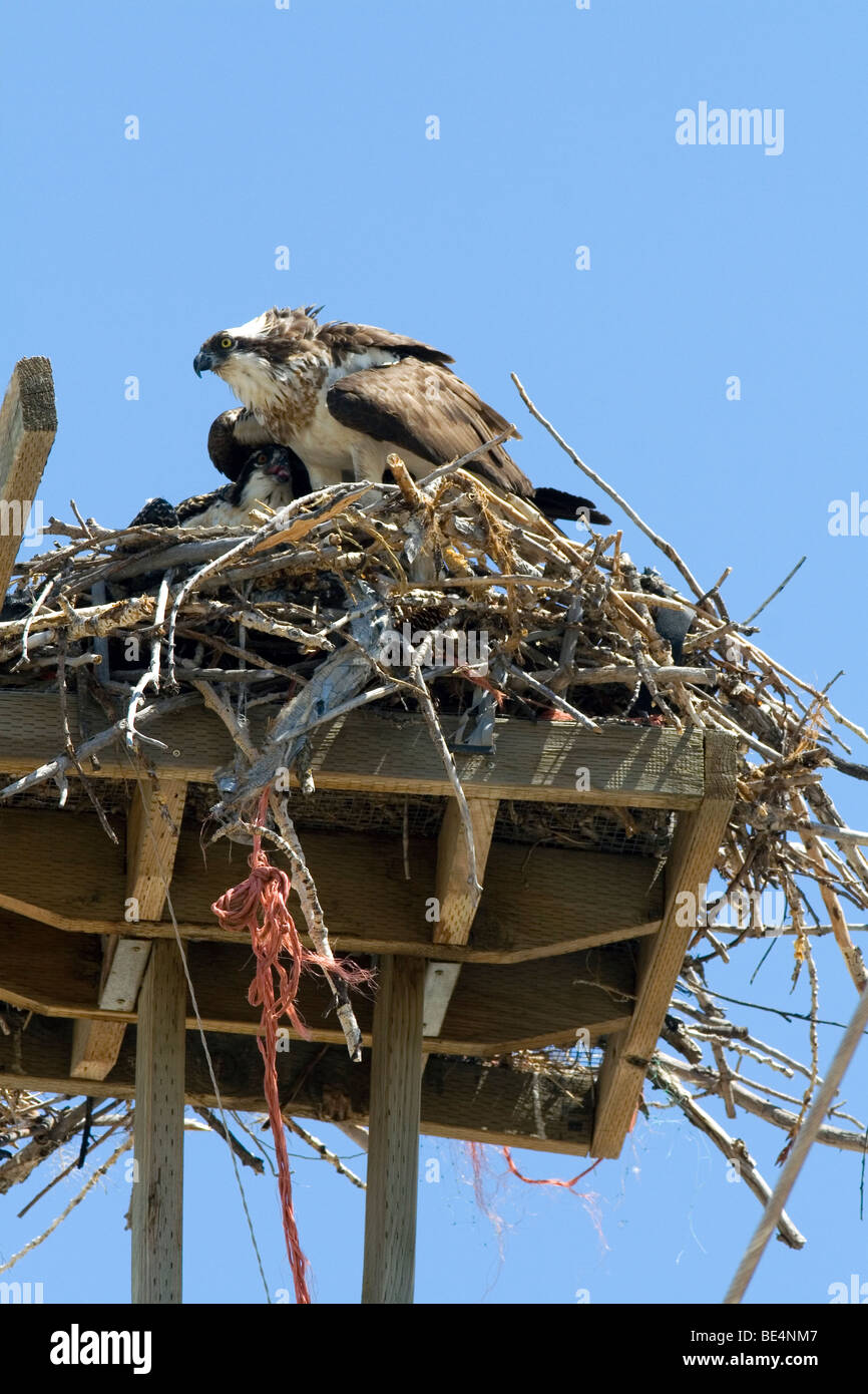 Osprey nidi su una piattaforma in cima ad un palo di utilità in Idaho, Stati Uniti d'America. Foto Stock