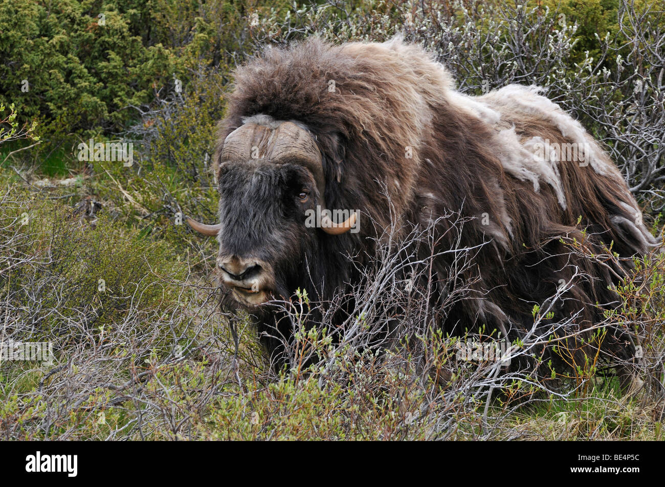 Musk Ox (Ovibos moschatus) Foto Stock