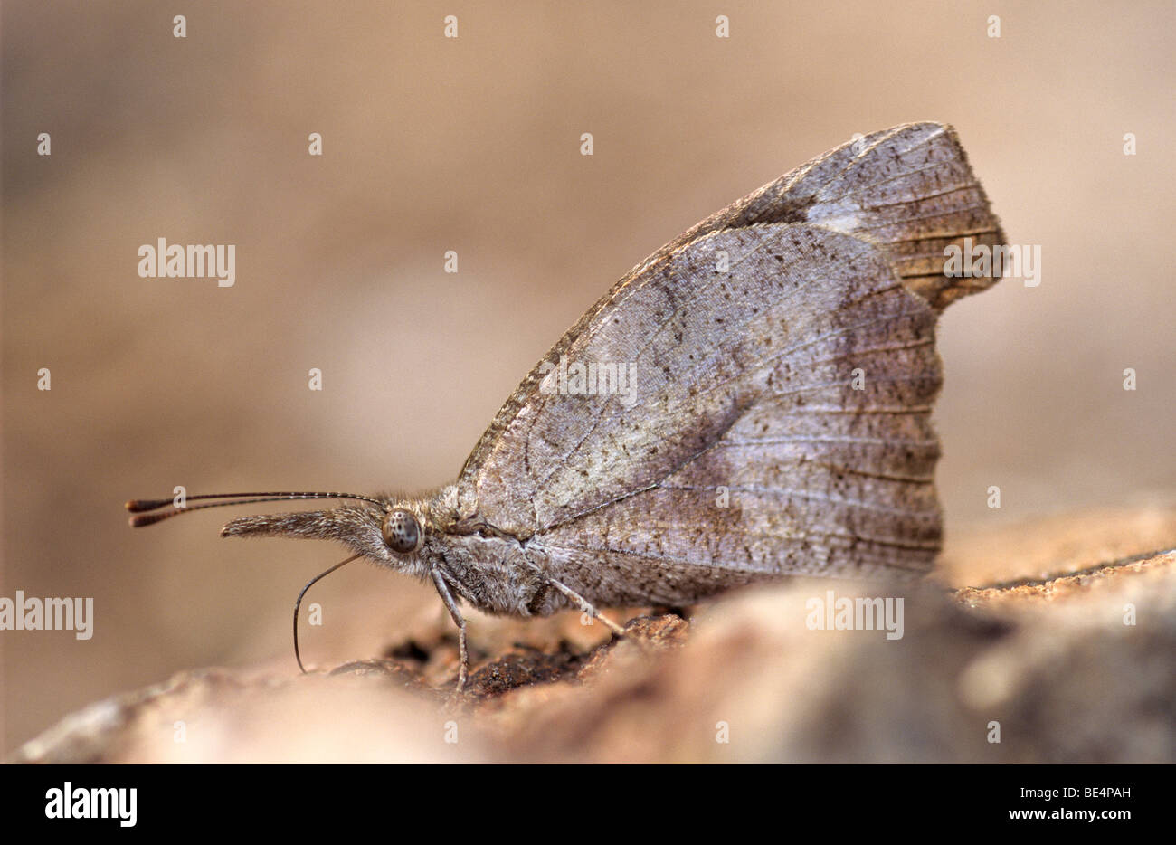 Sud del muso Butterfly (Libytheana carinenta) Foto Stock