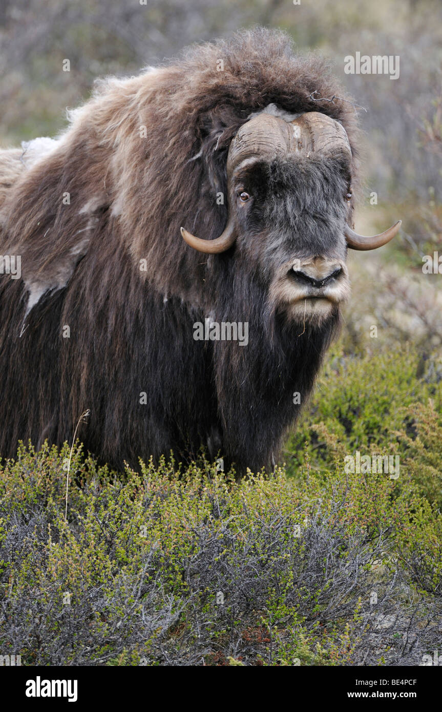 Musk Ox (Ovibos moschatus), Bull, ritratto Foto Stock