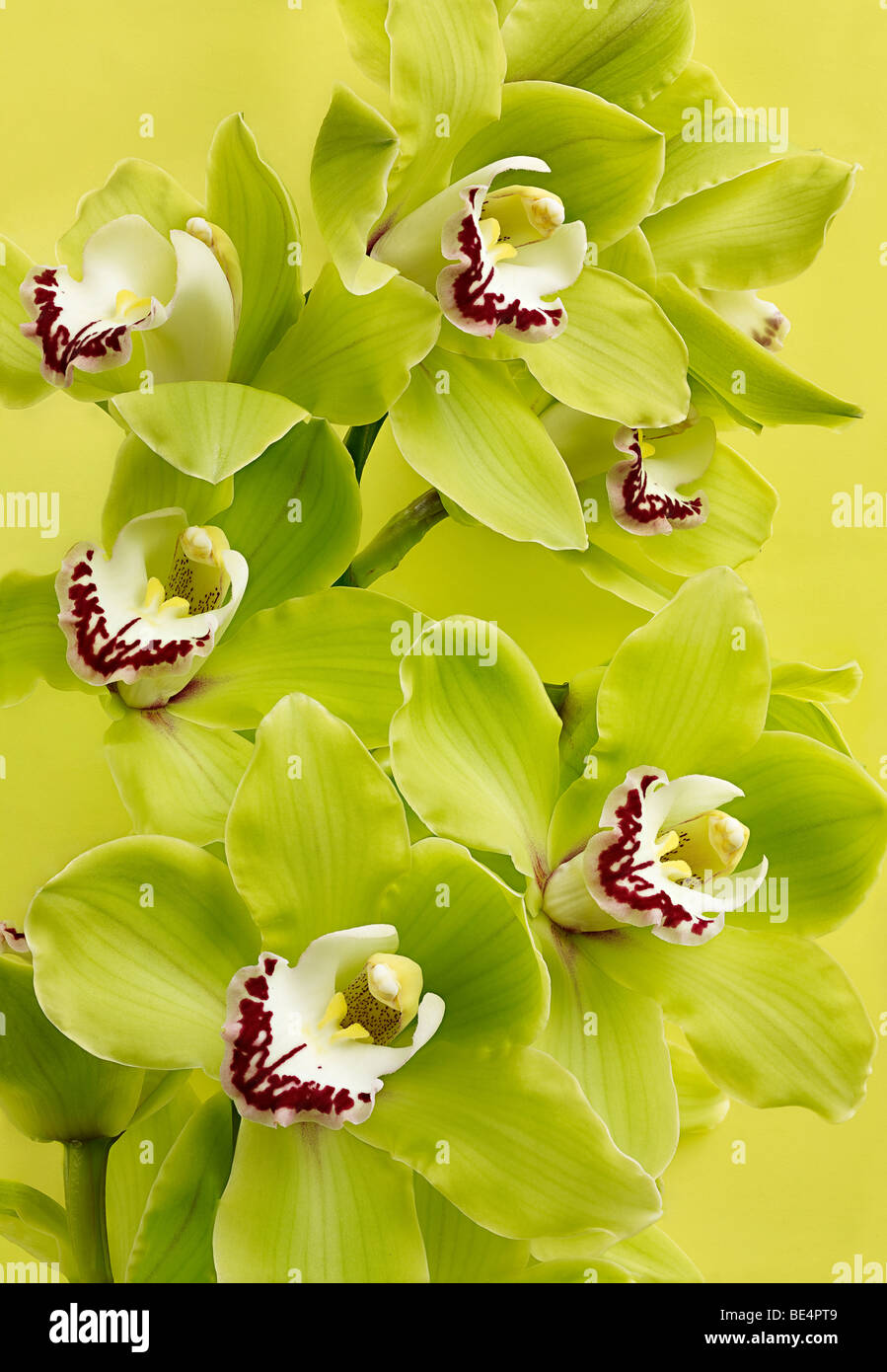 Orchidea Cymbidium flowerr alta qualità file taglienti Foto Stock