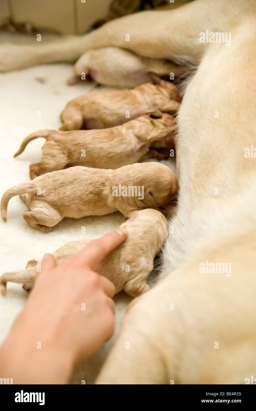 I nuovi nati cuccioli alimentazione Foto Stock