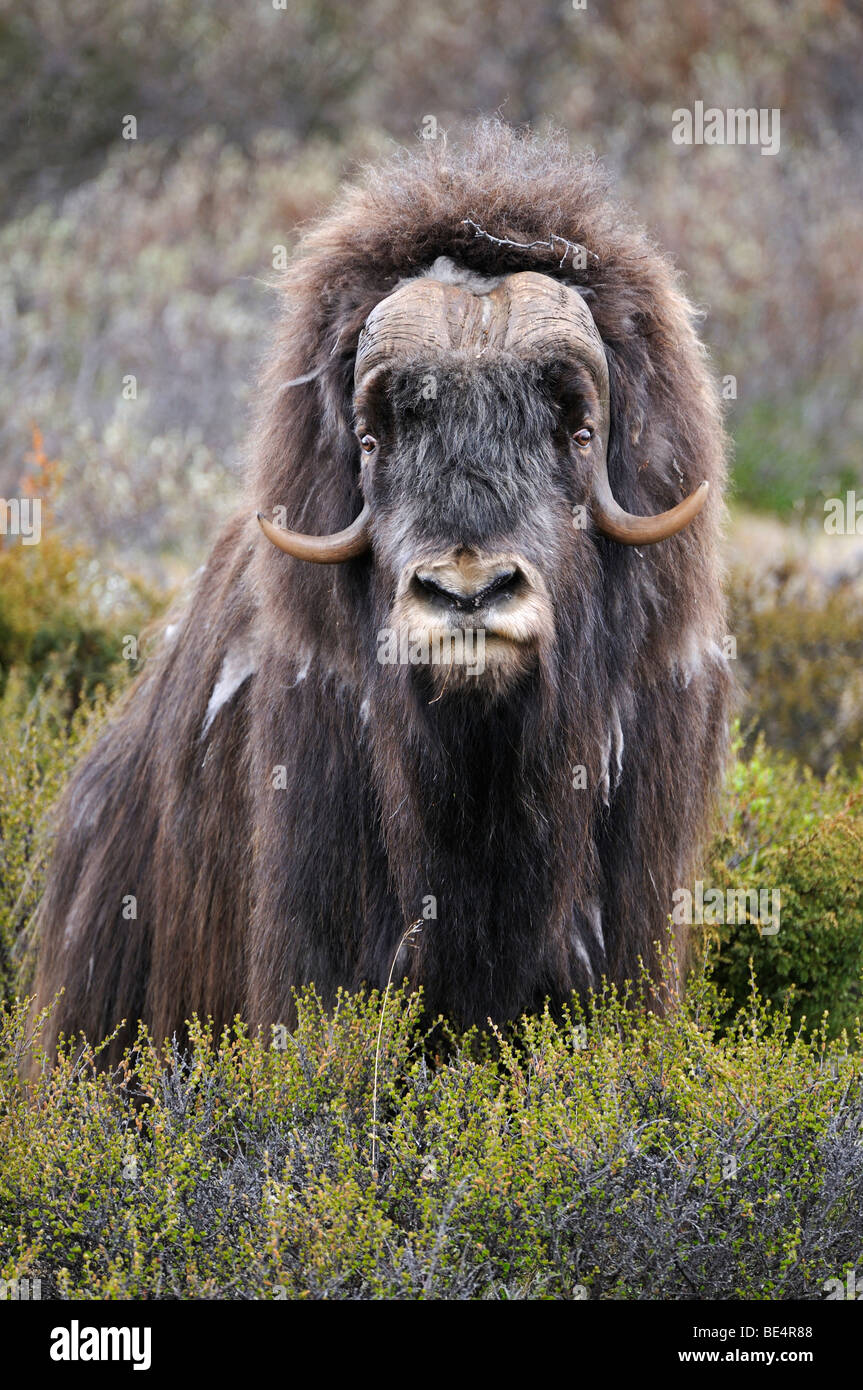 Musk Ox (Ovibos moschatus), Bull Foto Stock