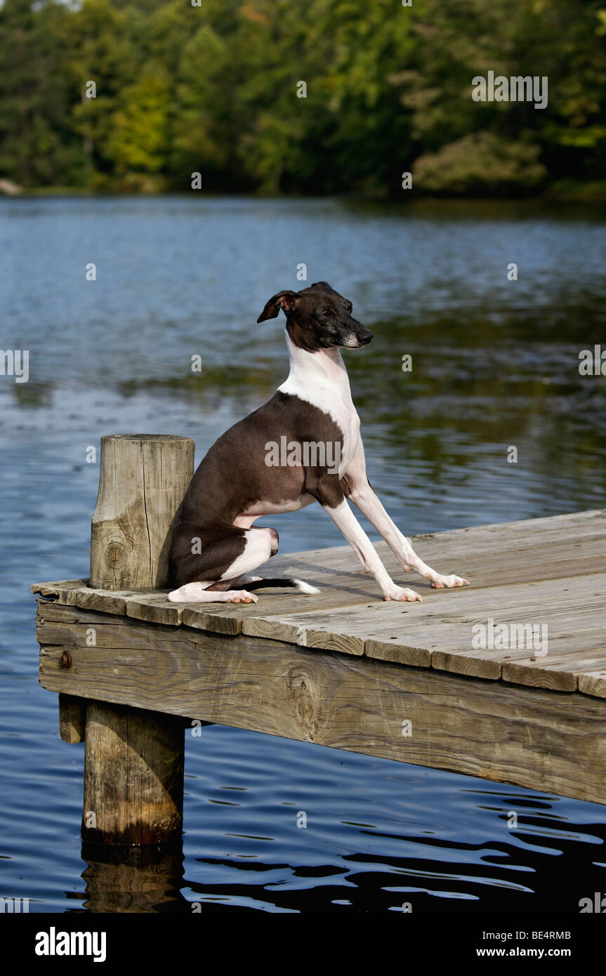 Levriero Italiano seduto sul Dock accanto al lago Foto Stock