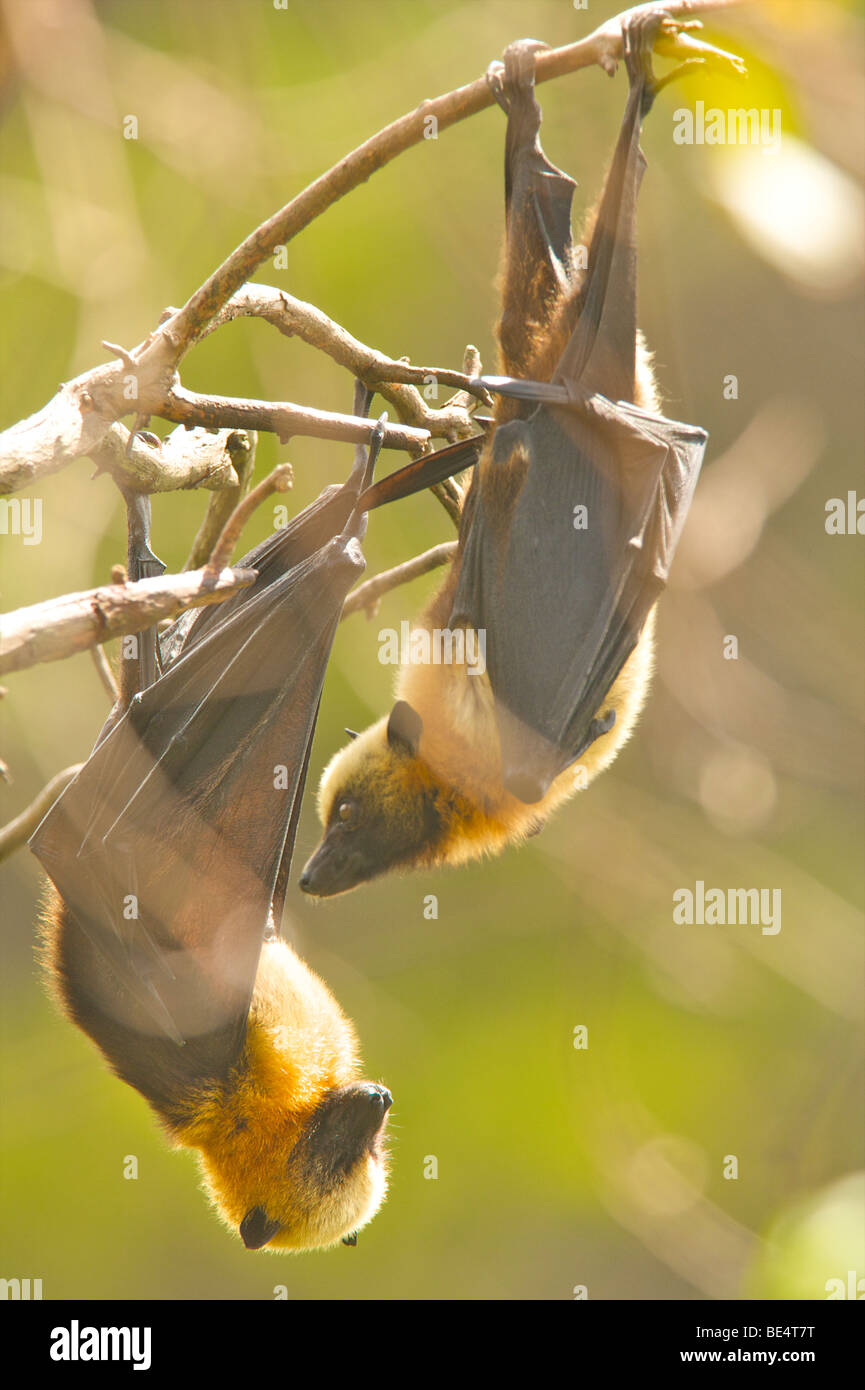 Coppia di Madagascar volpi volanti Foto Stock