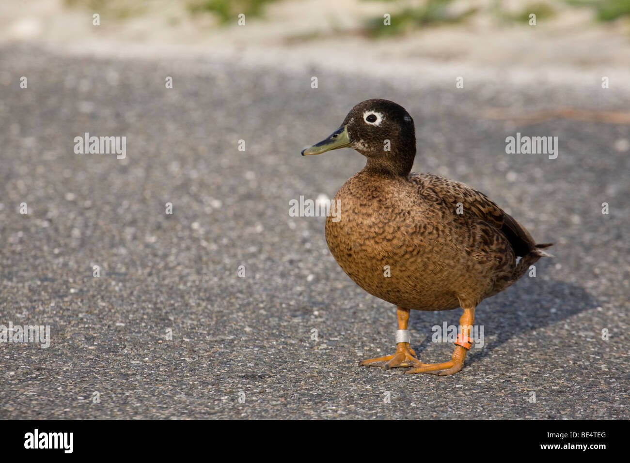 Laysan Duck maschio (Anas laysanensis) con fascia per le gambe, parte di una popolazione traslocata monitorata da USFWS su Midway Atoll. Specie criticamente minacciate Foto Stock