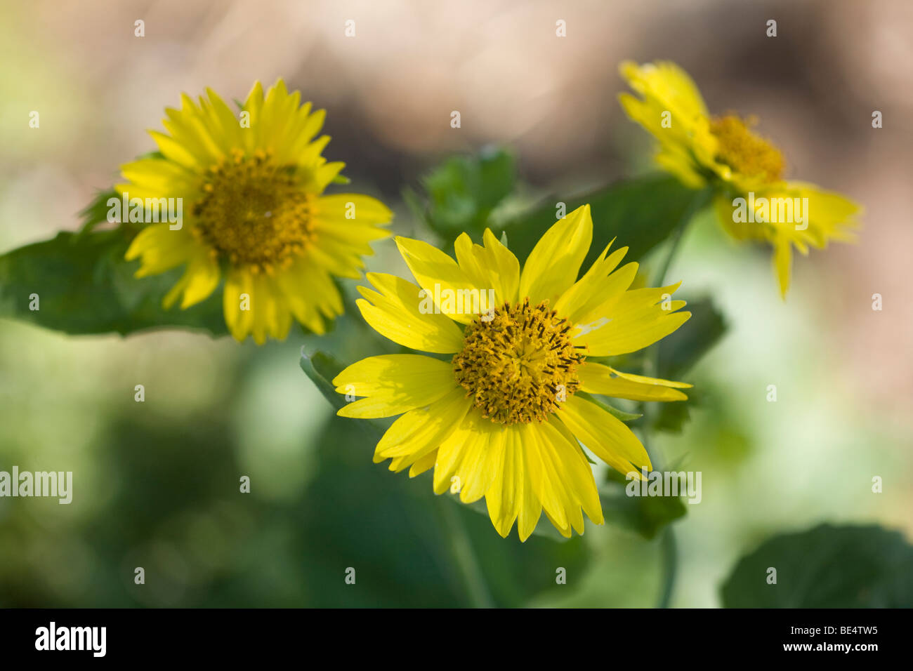 Golden Crownbeard, (Verbesina encelioides), un introdotto erbaccia invasiva su atollo di Midway Foto Stock