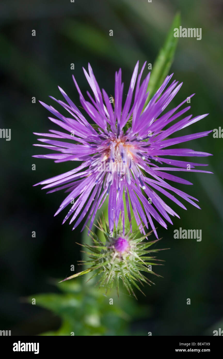 Galactites (Galactites tomentosa) Foto Stock