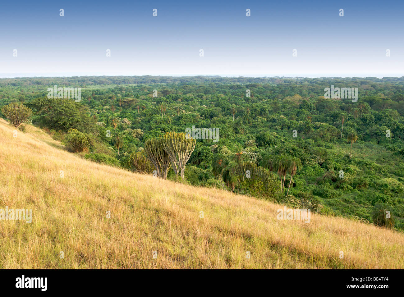 Vista attraverso la Kitabule Palude Foresta al Pelican Point in Queen Elizabeth National Park in Uganda occidentale. Foto Stock