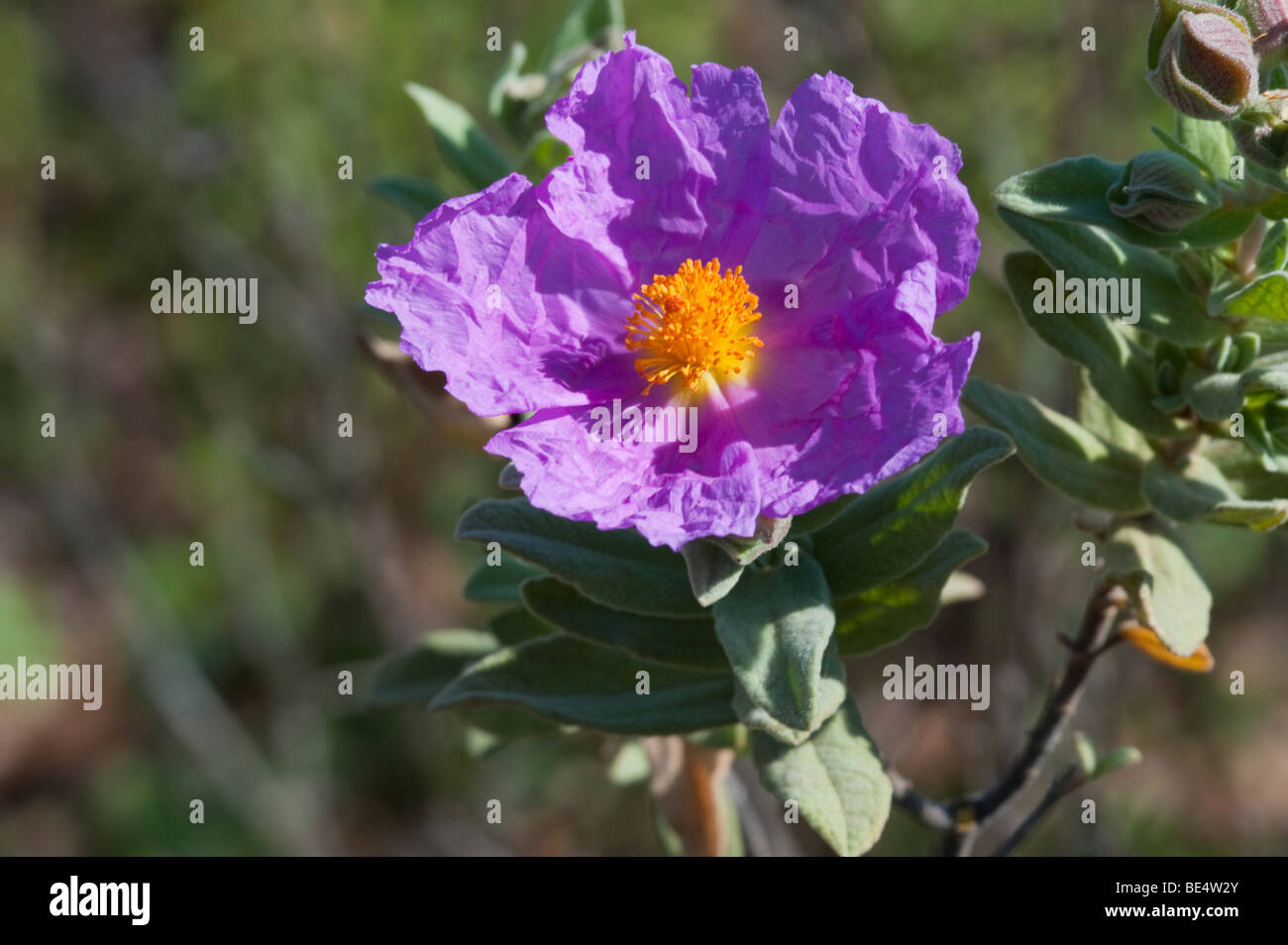 Grigio-lasciava cisto (Cistus albidus) Foto Stock