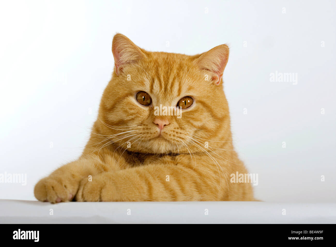 British Shorthair cat, ritratto Foto Stock